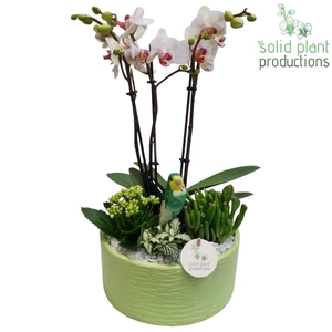 PH004 Stella Light Green