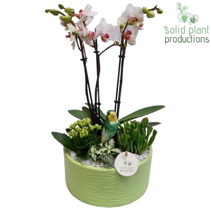 <h4>PH004 Stella Light Green</h4>