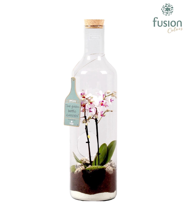 <h4>Green Bottle fles Jumbo met Phalaenopsis D17 H62</h4>