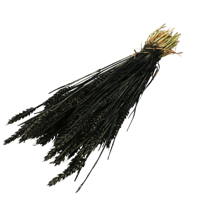 Droogbloem Tarwe 60-70cm