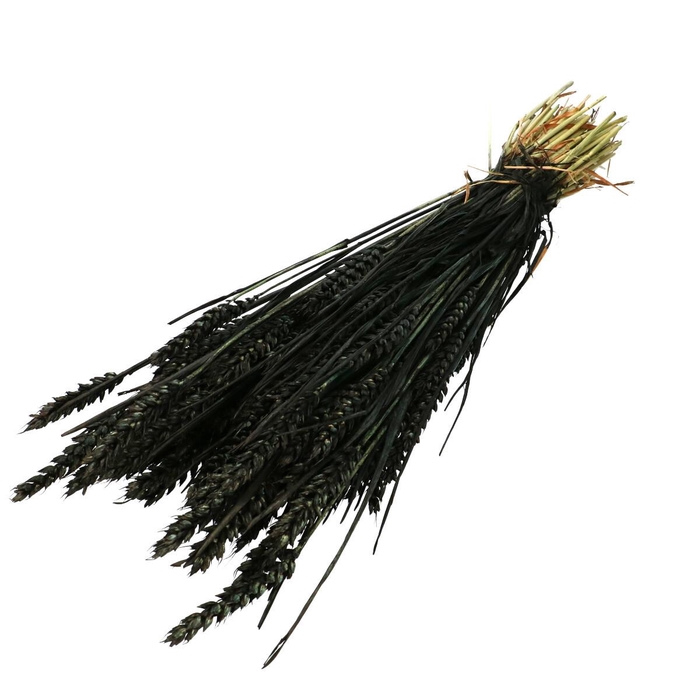 <h4>Tarwe 60-70cm</h4>