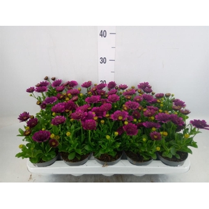 Osteospermum  'FlowPow Dbl Purple'