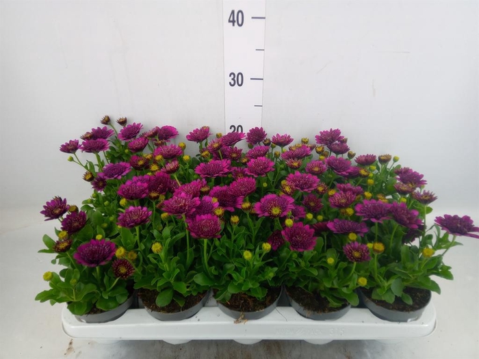 <h4>Osteospermum  'FlowPow Dbl Purple'</h4>