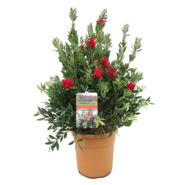 <h4>Callistemon laevis</h4>