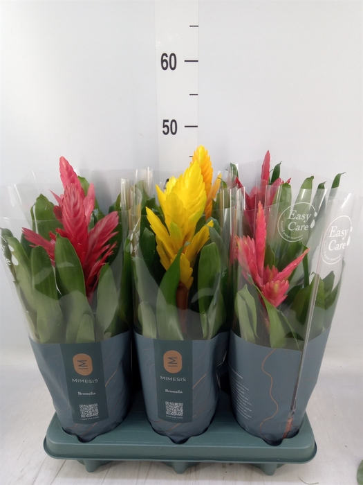 <h4>Vriesea   ...mix</h4>