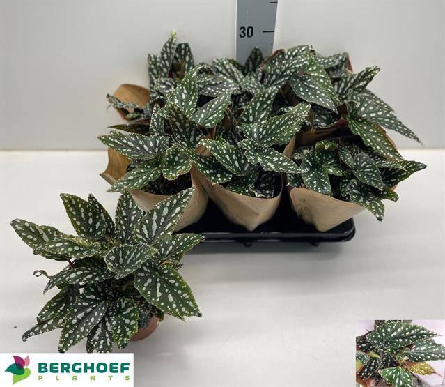 <h4>BEG MA SPOTL GREEN</h4>