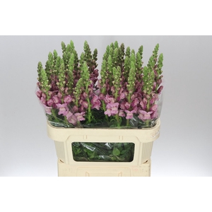 Antir Lavender