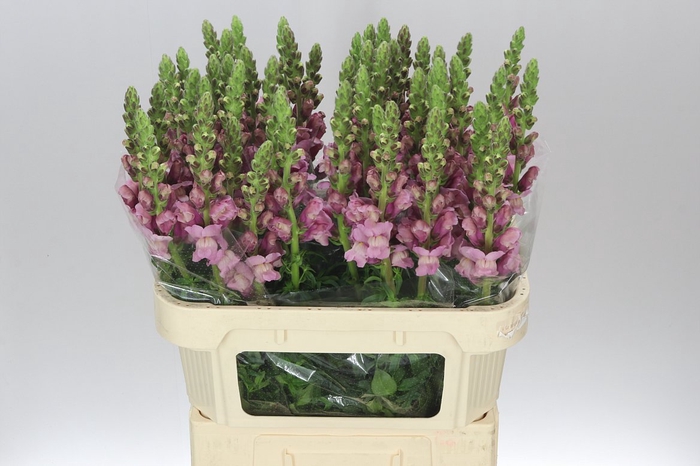 <h4>Antir Lavender</h4>