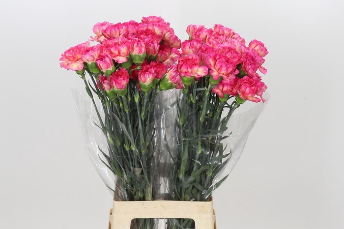 <h4>Dianthus St Spritz</h4>