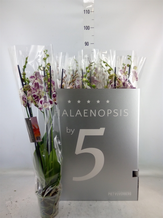 <h4>Phalaenopsis   ...white</h4>