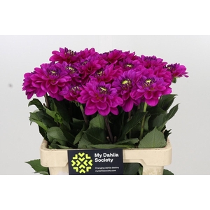 Dahlia Purple Fox
