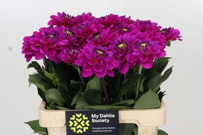 <h4>Dahlia Purple Fox</h4>