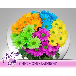 Chr tr Chic paint