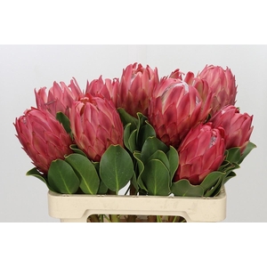 PROTEA CY RED REX