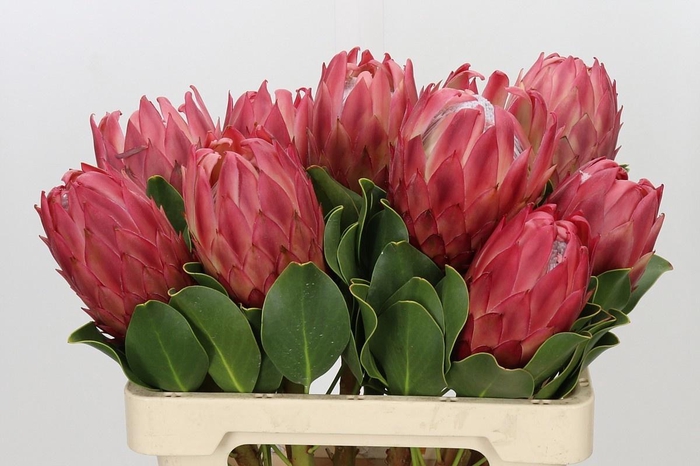 <h4>PROTEA CY RED REX</h4>
