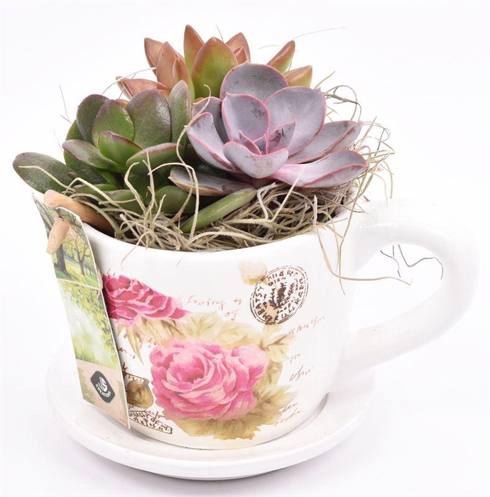 <h4>Keramiek K & S roosopdr. 10cm</h4>