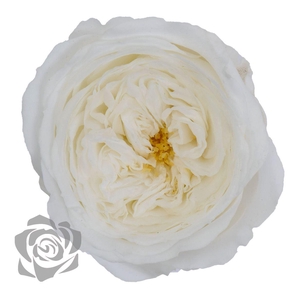 Preserved Rosa Mini Amelia Whi 01