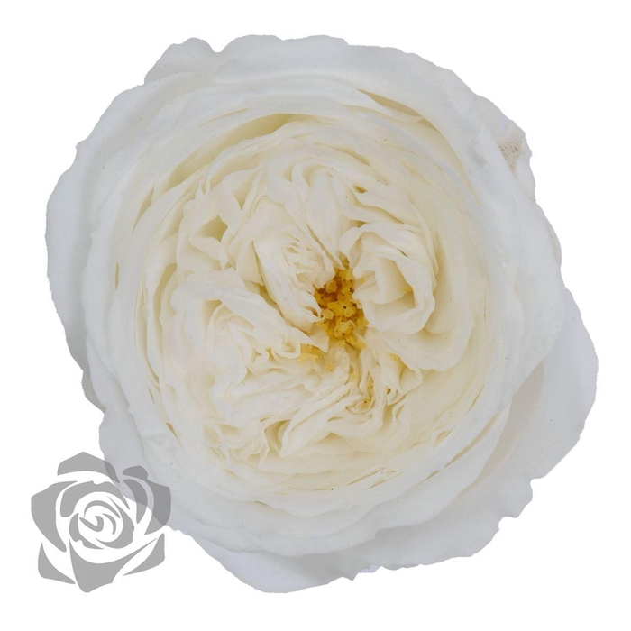 <h4>Preserved Rosa Mini Amelia Whi 01</h4>