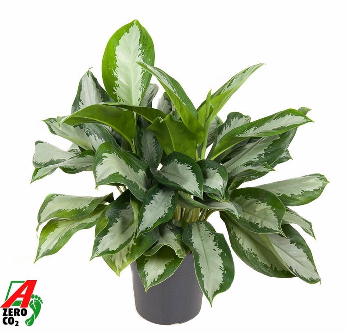 <h4>Aglaonema Silver Moon</h4>