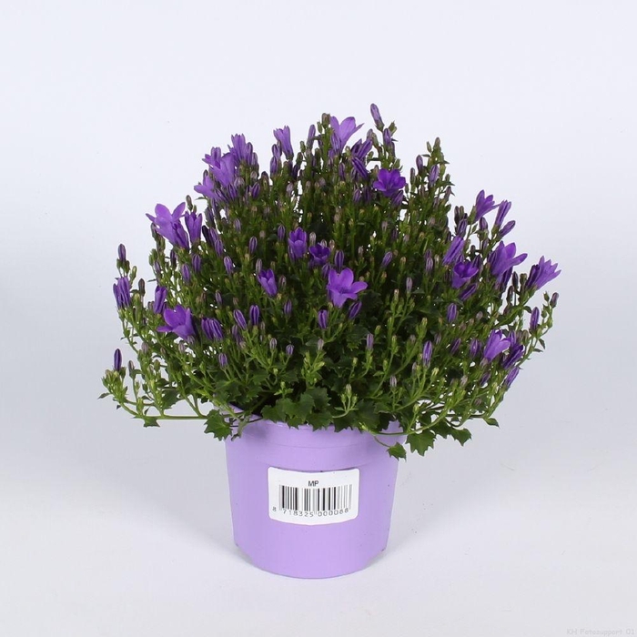<h4>Campanula Amb. Int. Purple Ton sur Ton</h4>