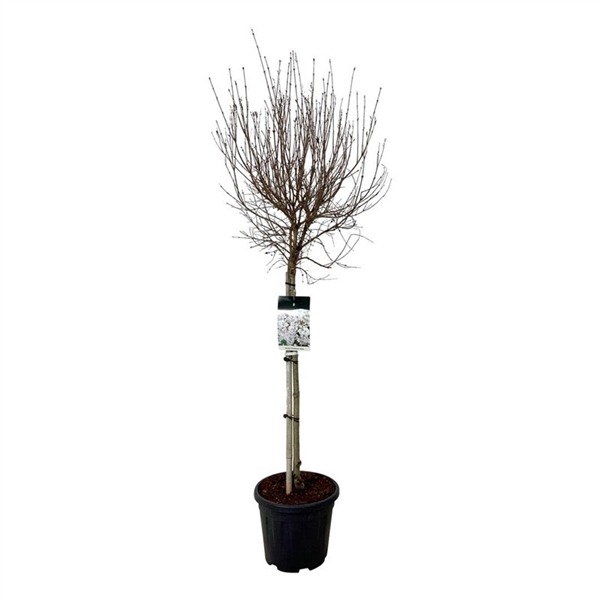 <h4>Syringa 'Flowerfesta' ® White</h4>