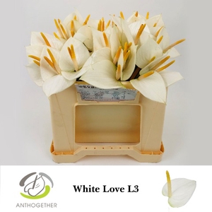 ANTH A WHITE LOVE 60 L3