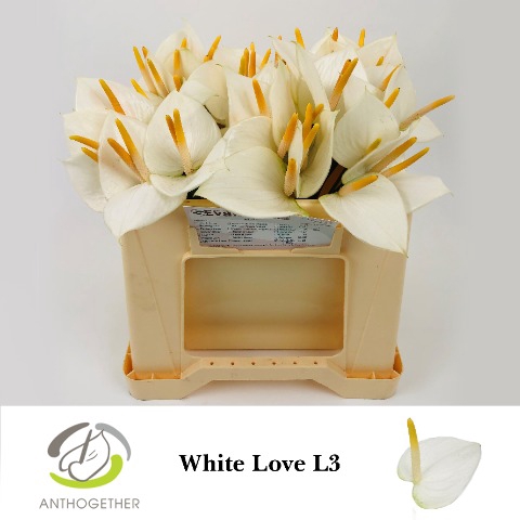 <h4>ANTH A WHITE LOVE 60 L3</h4>