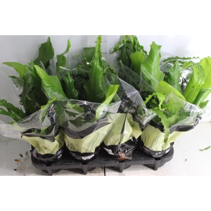 ASPLENIUM VARIADO P14