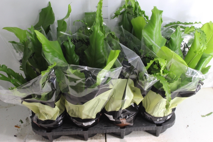 <h4>ASPLENIUM VARIADO P14</h4>