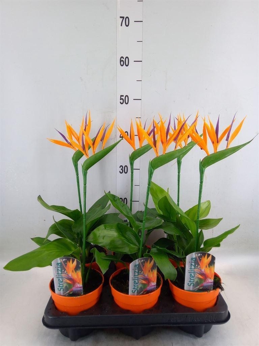<h4>Arr.  Strelitzia L%</h4>