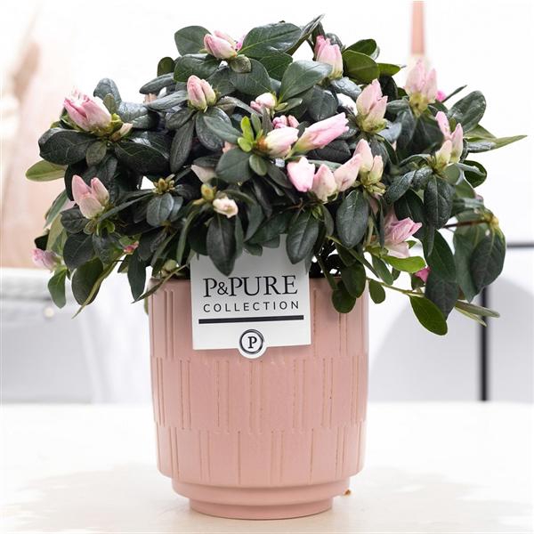 <h4>1st class Azalea pink in P&PURE Tess 2 ceramics pink</h4>