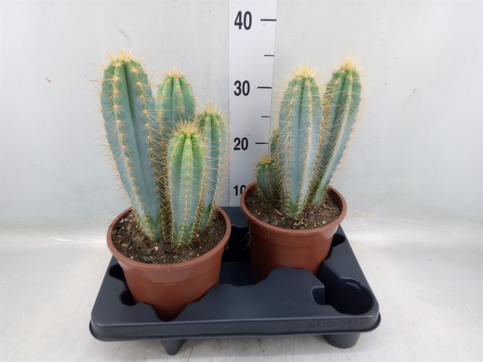 <h4>Pilosocereus pachycladus</h4>