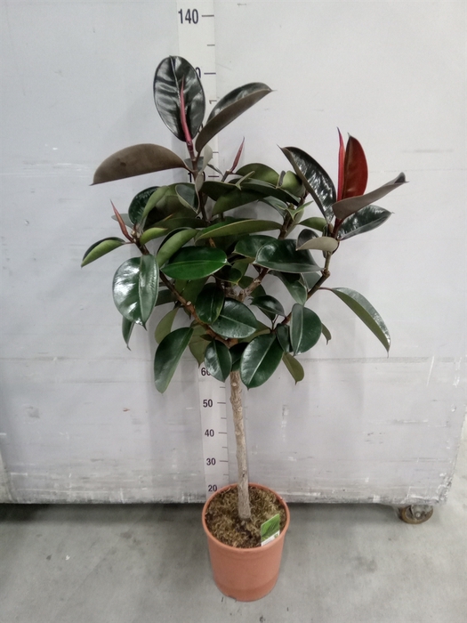 <h4>Ficus   ...</h4>