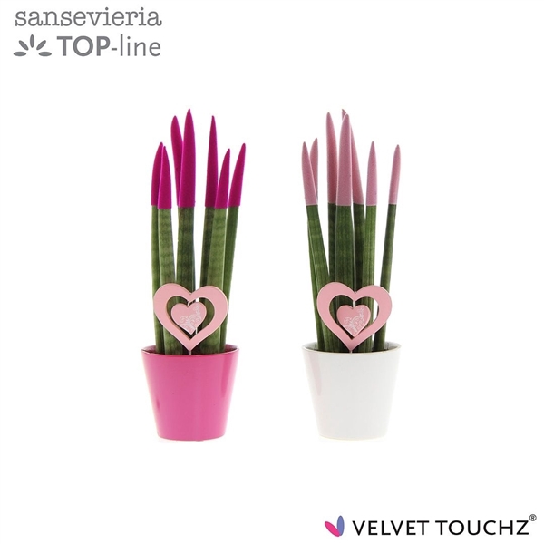<h4>Sansevieria VELVET TOUCHZ® Love Mix in keramiek met hart steker</h4>