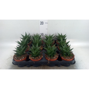 Haworthia limifolia