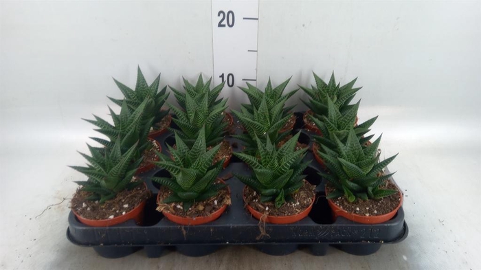<h4>Haworthia limifolia</h4>
