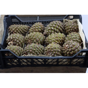 Pinea Groot X12 Crate