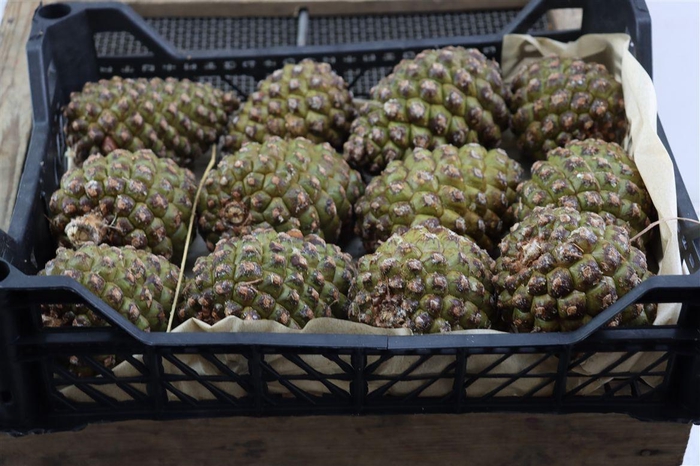 Pinea Groot X12 Crate