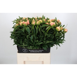 Paeonia Coral Yellow