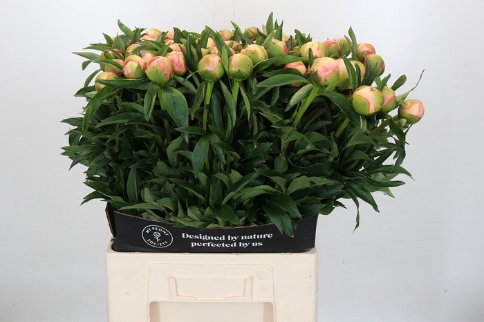 <h4>Paeonia Coral Yellow</h4>