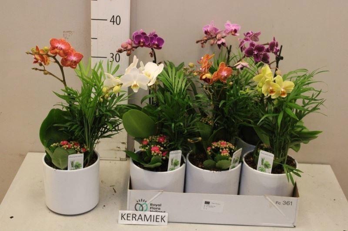 <h4>ARR KAMERPL BLOEI</h4>