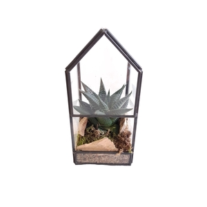 GHK8NAT Glass House Mini Terrarium + driftwood