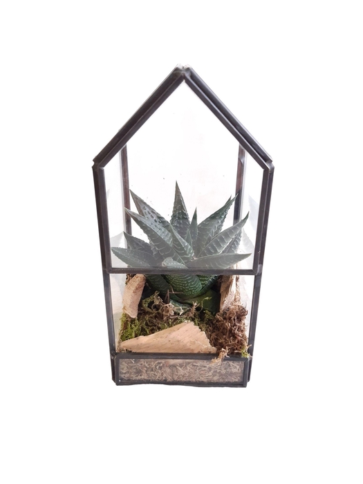 <h4>GHK8NAT Glass House Mini Terrarium + driftwood</h4>