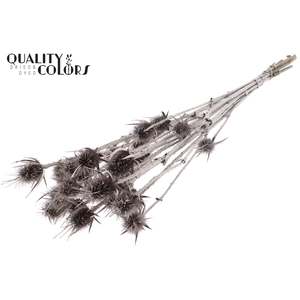 Cardi Distel Natural 5pc/bunch 70cm Champagne