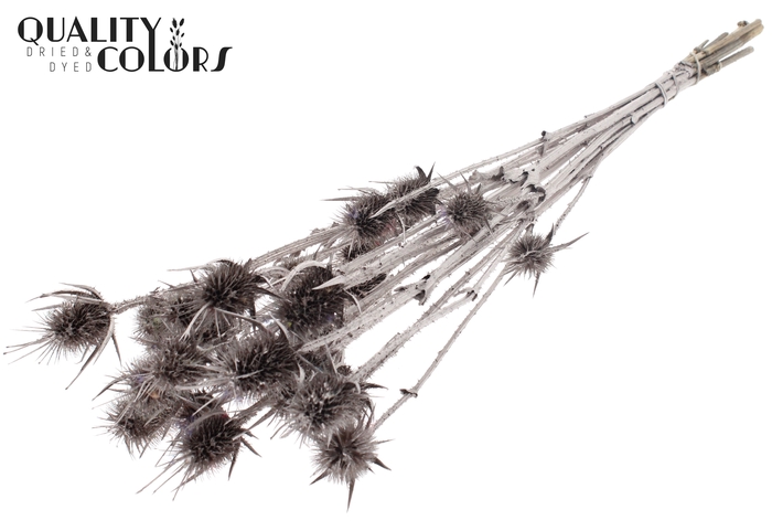 <h4>Cardi Distel Natural 5pc/bunch 70cm Champagne</h4>