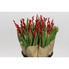 BQ Tulp Salix Red