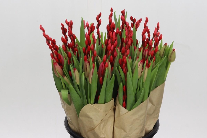 BQ Tulp Salix Red