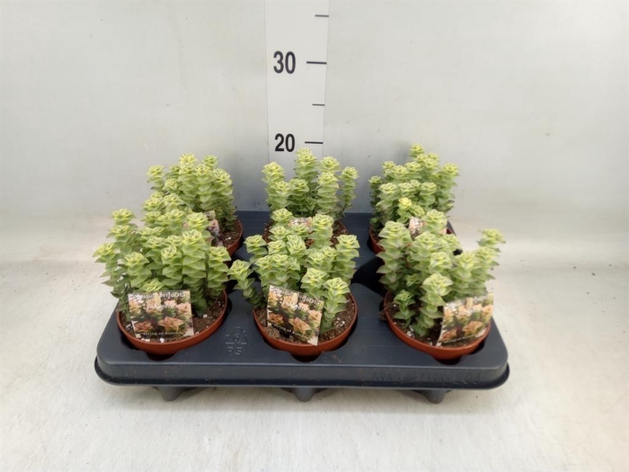<h4>Crassula perforata</h4>
