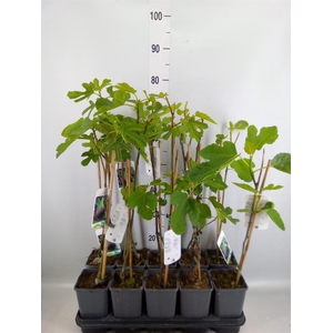 Ficus carica
