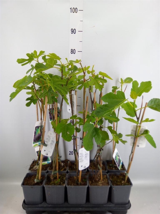 <h4>Ficus carica</h4>